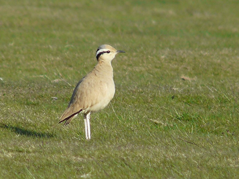 Cream-Coloured Courser