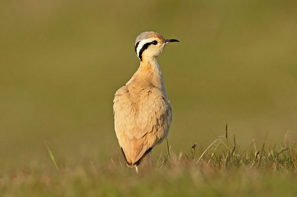 Cream-coloured Courser
