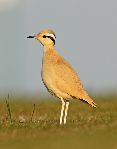 Cream-coloured Courser