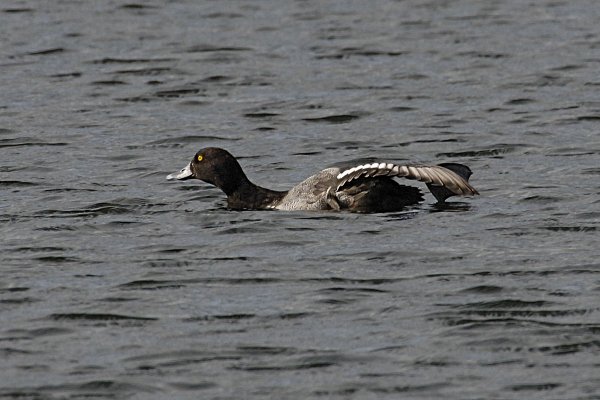 Lesser Scaup