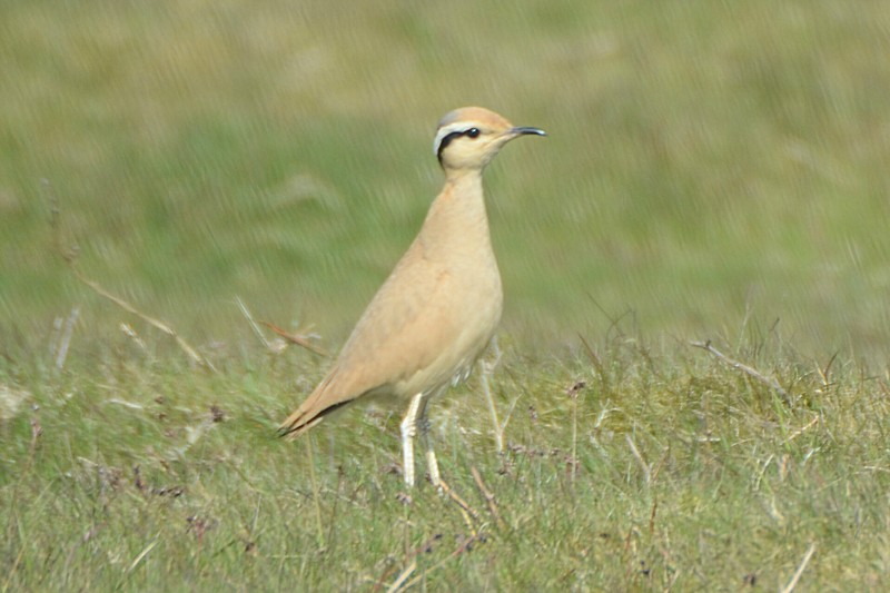 Cream-coloured Courser