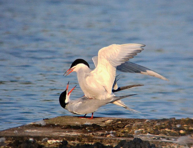 Common Tern