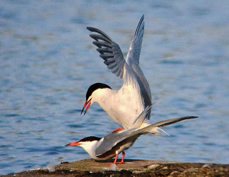 Common Tern