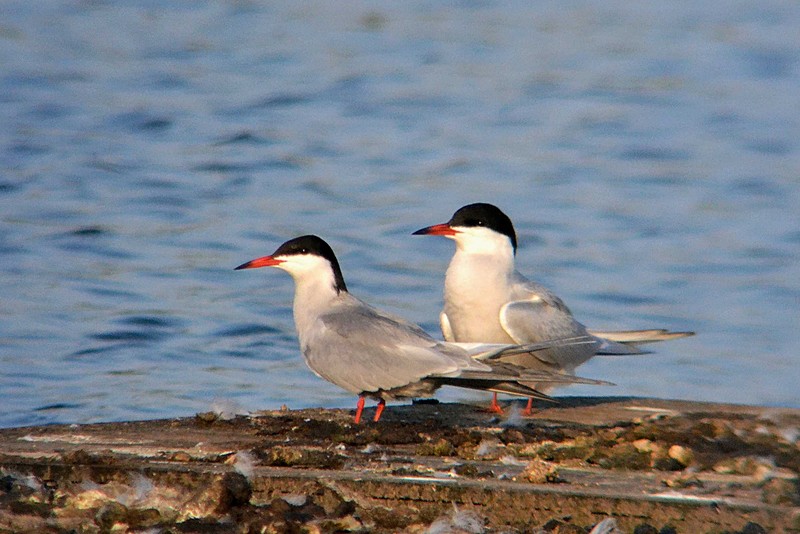 Common Tern