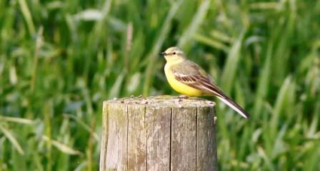 flava Wagtail 