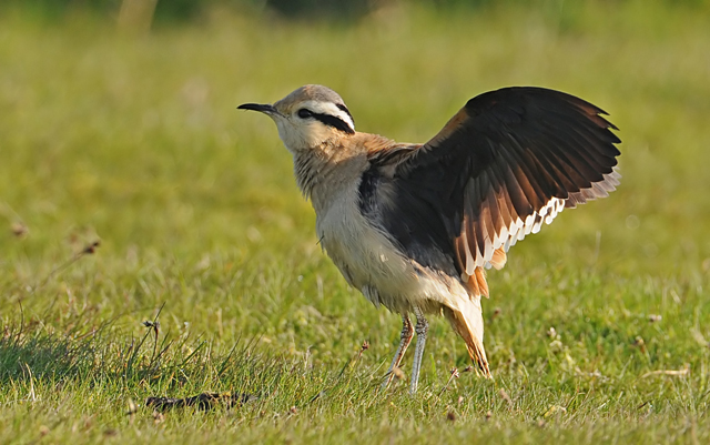 Cream-coloured Courser