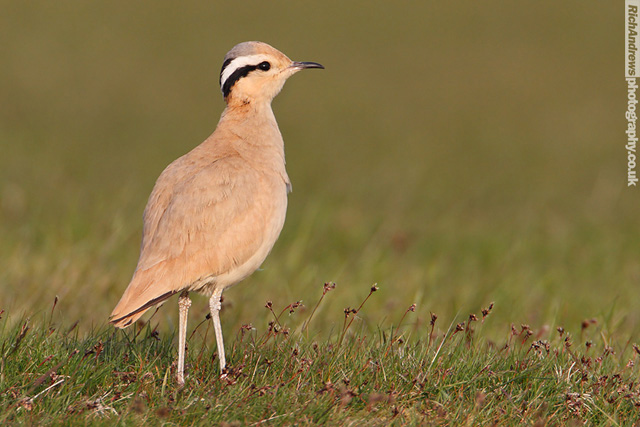 Cream-coloured Courser