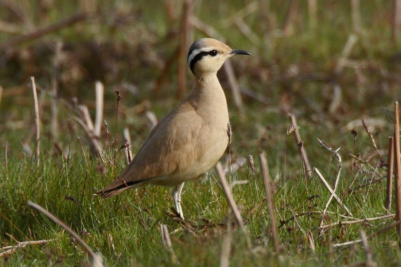 Cream-coloured Courser