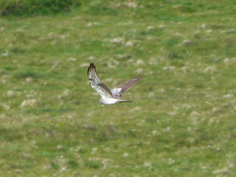 Montagu's Harrier