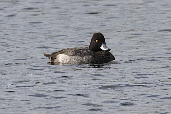 Lesser Scaup