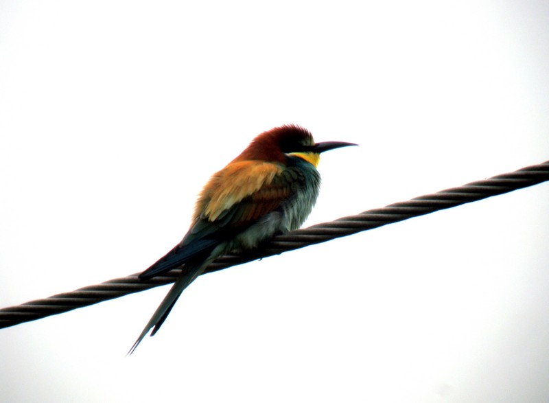 Bee-eater