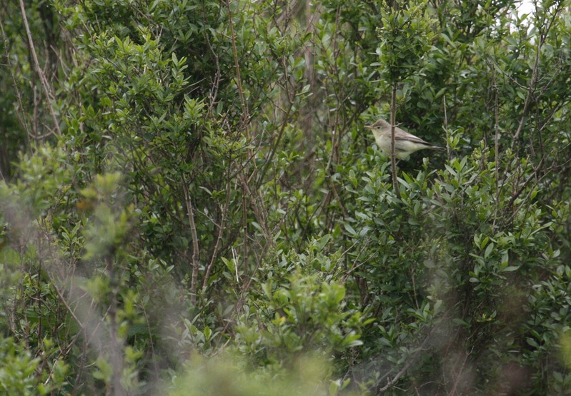 Icterine warbler