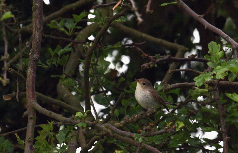 Red-breasted Flycatcher