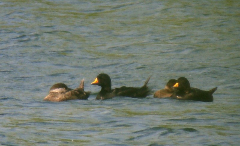 Common Scoter
