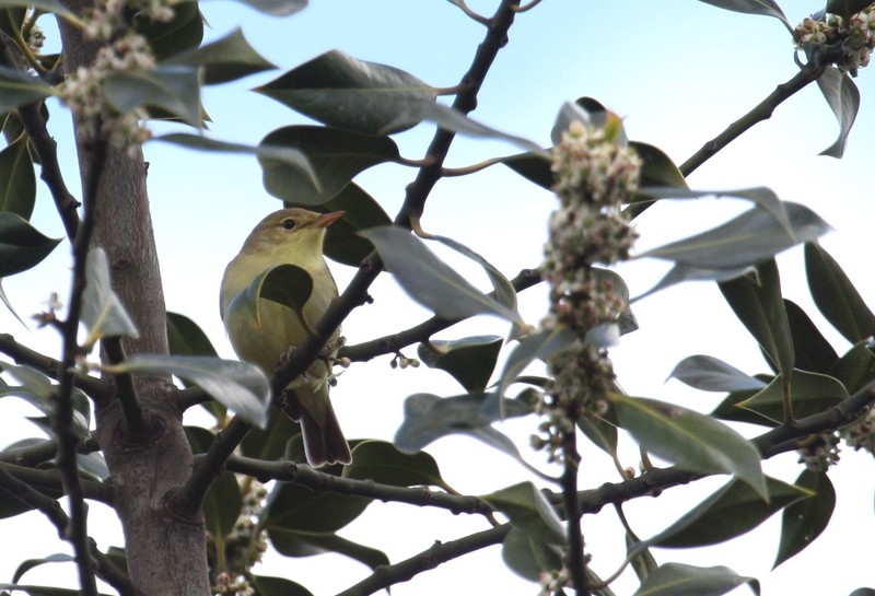 Melodious Warbler