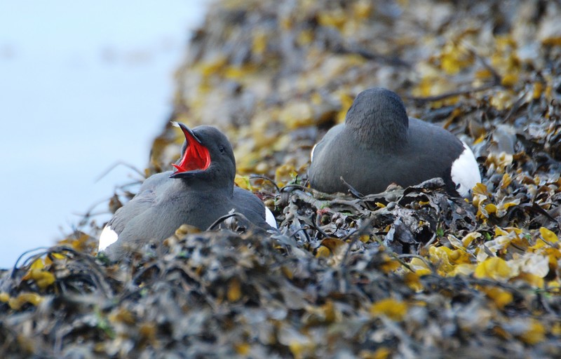 Black Guillemot