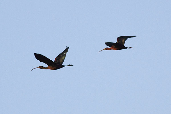 Glossy Ibis
