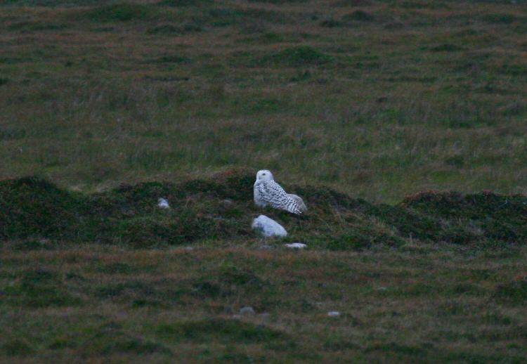 Snowy Owl