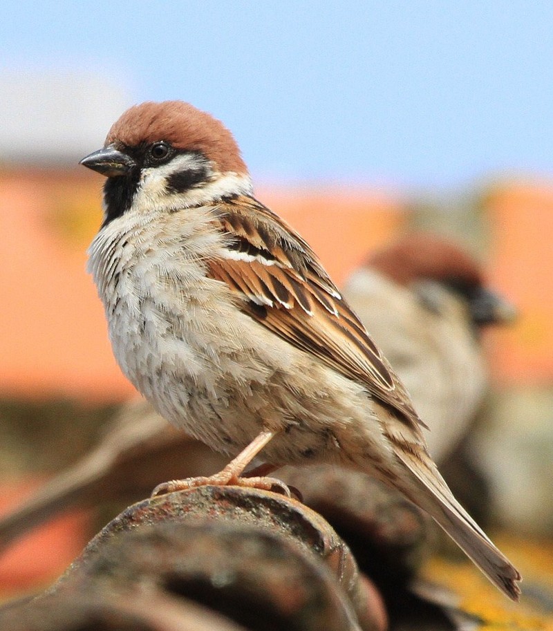 Tree Sparrow