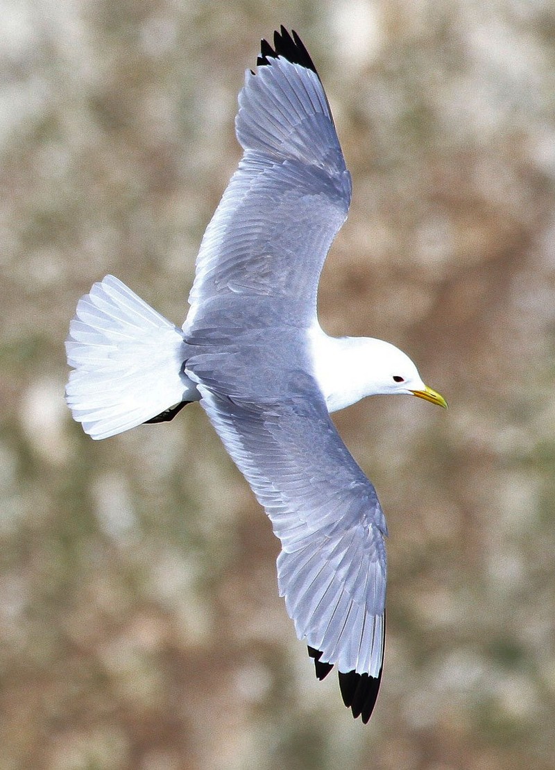 Kittiwake