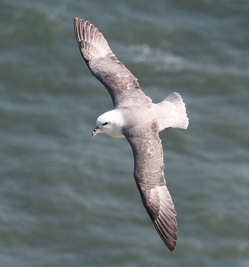Fulmar