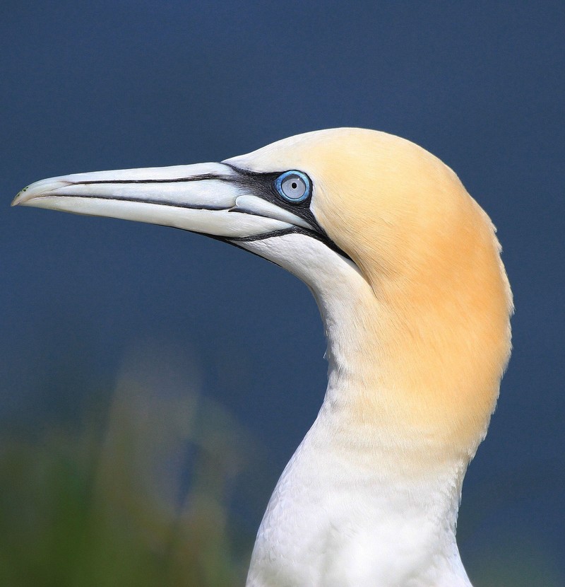 Gannet