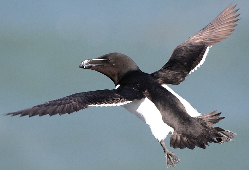 Razorbill