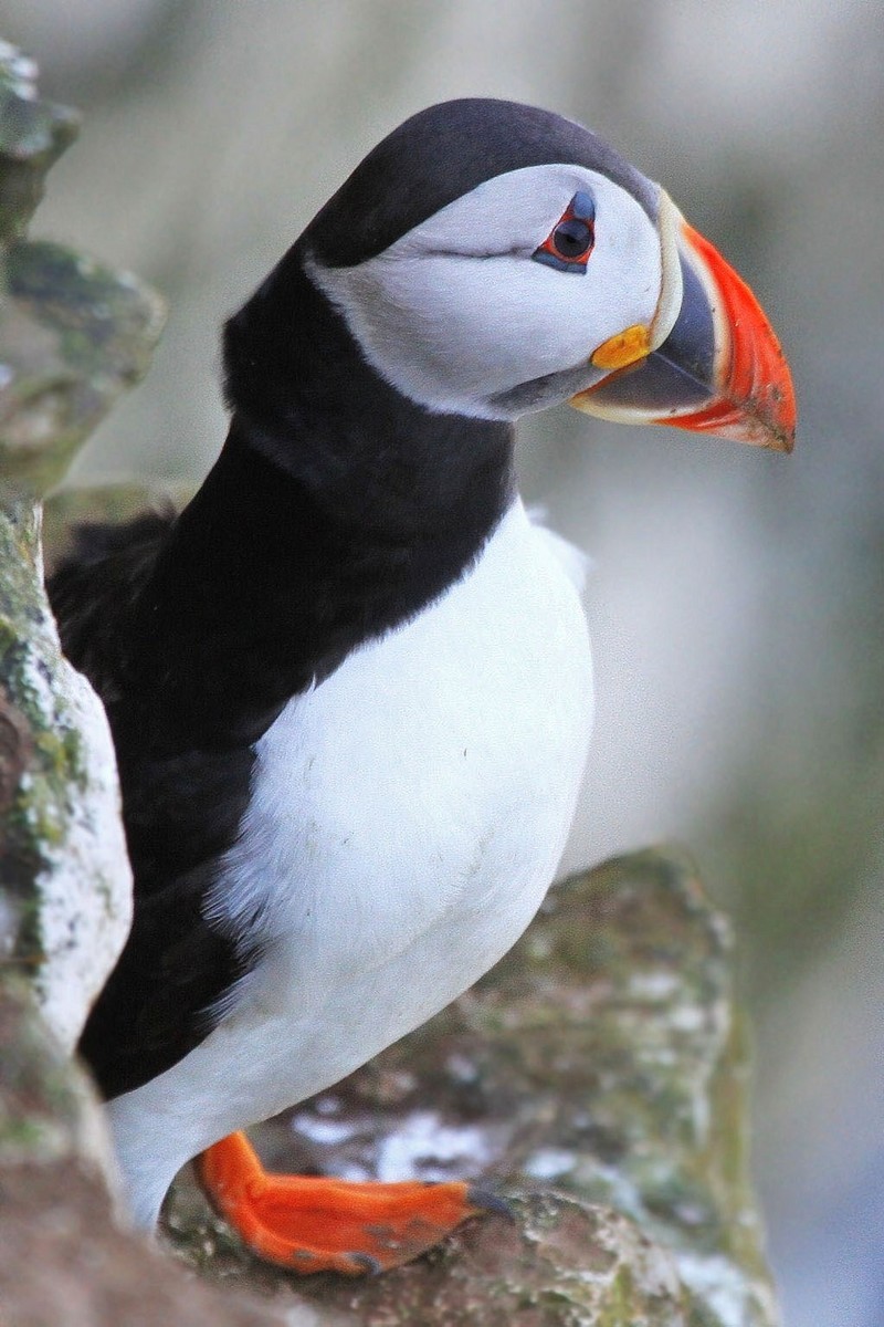 Puffin