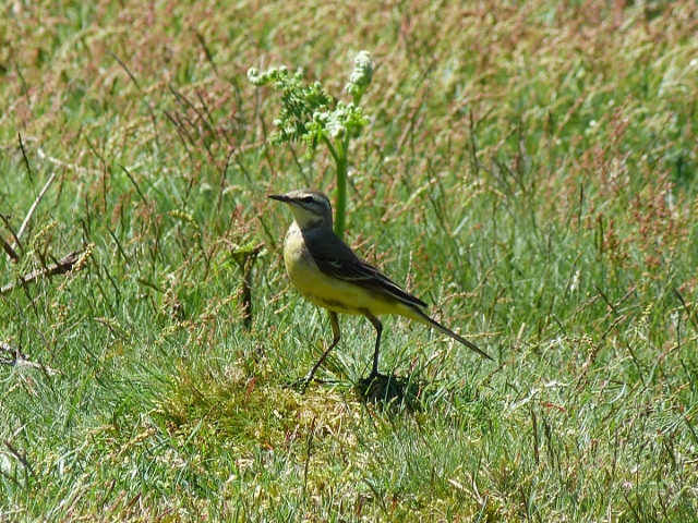 Blue-headed Wagtail