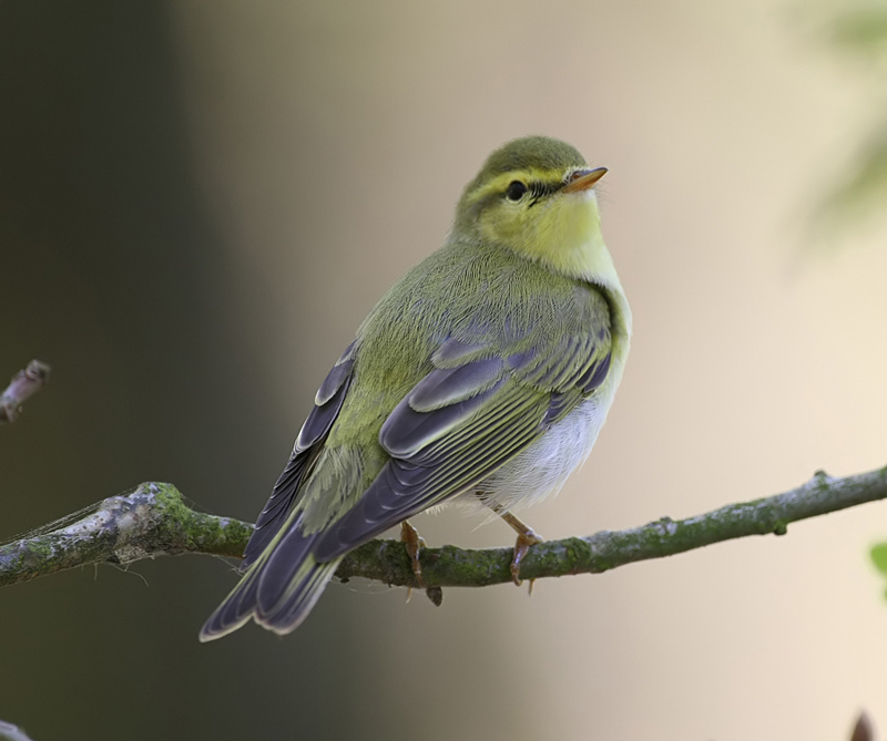 Wood Warbler
