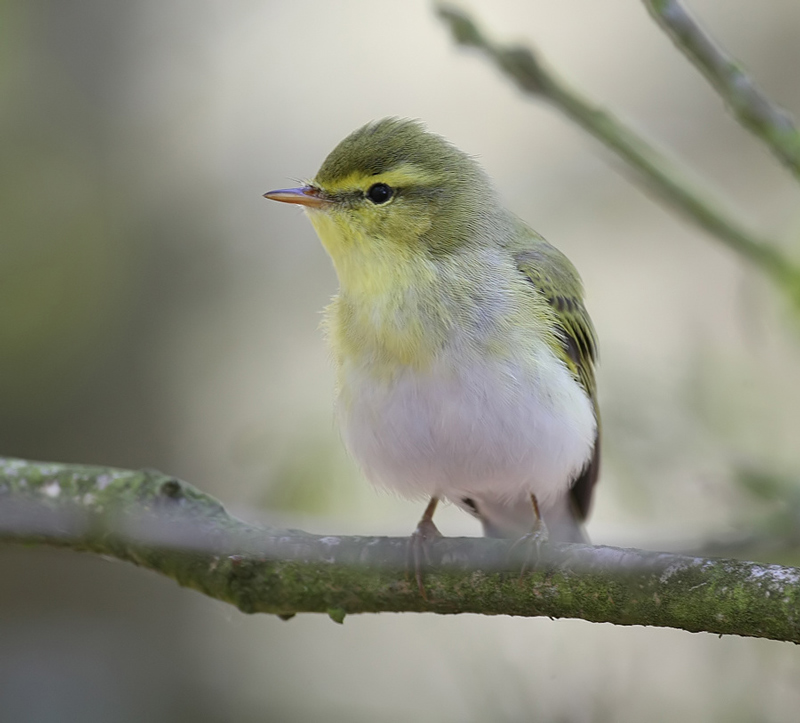 Wood Warbler