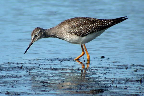 Lesser Yellowlegs