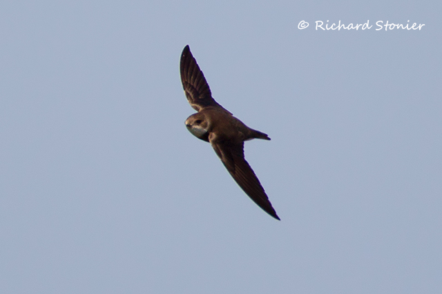 Sand Martin