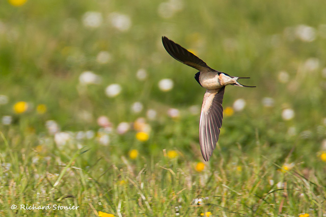 Swallow