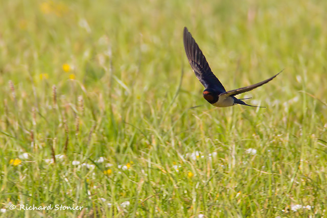 Swallow