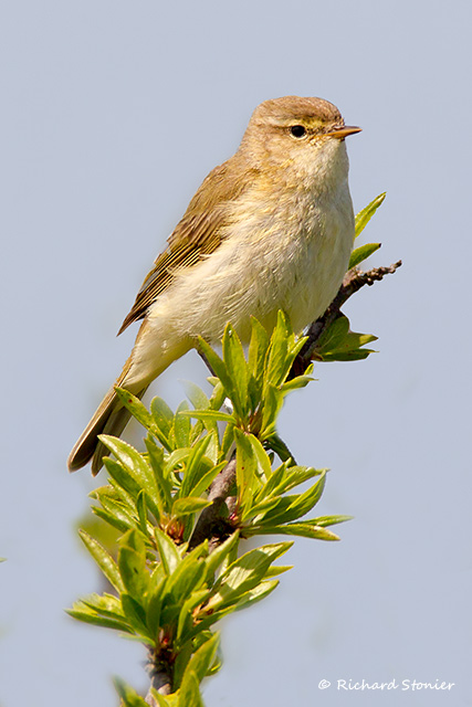 Chiffchaff