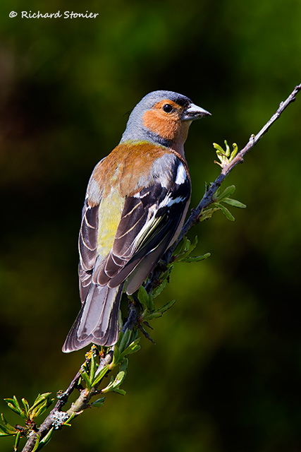 Chaffinch