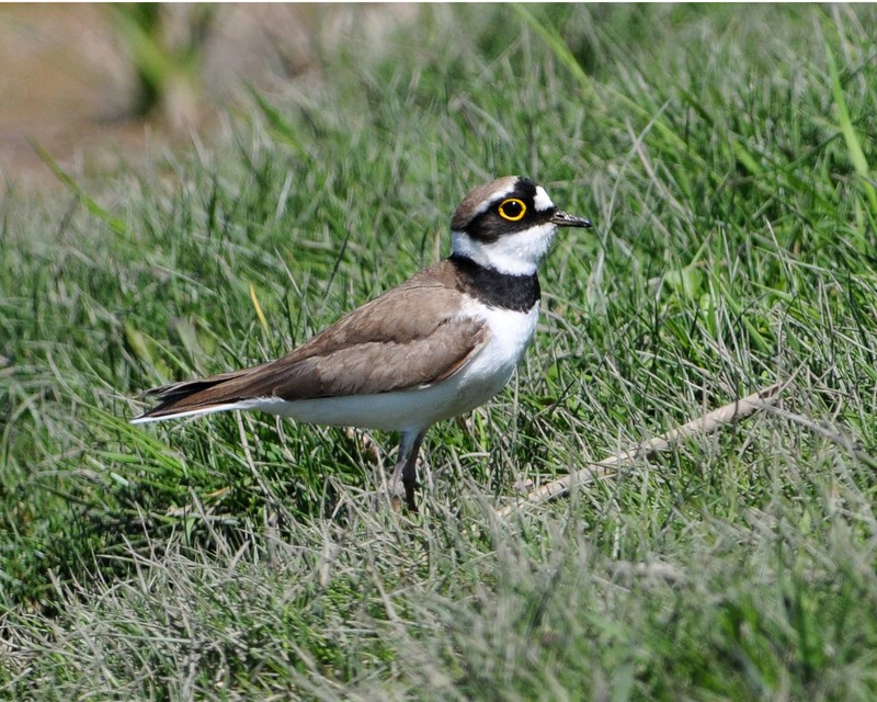 Little Ringed Plover