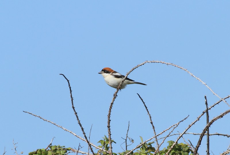 Woodchat Shrike