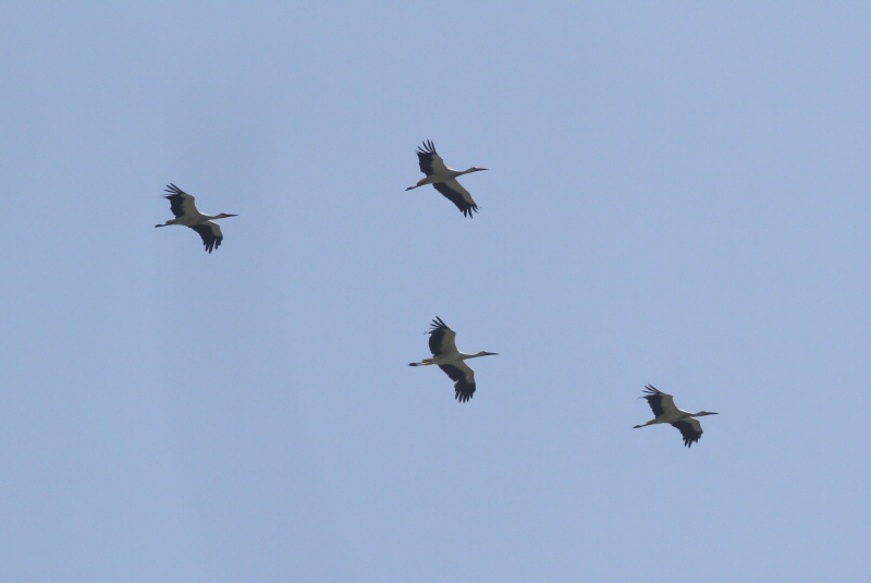 White Stork