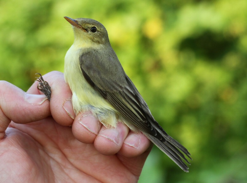 Icterine Warbler