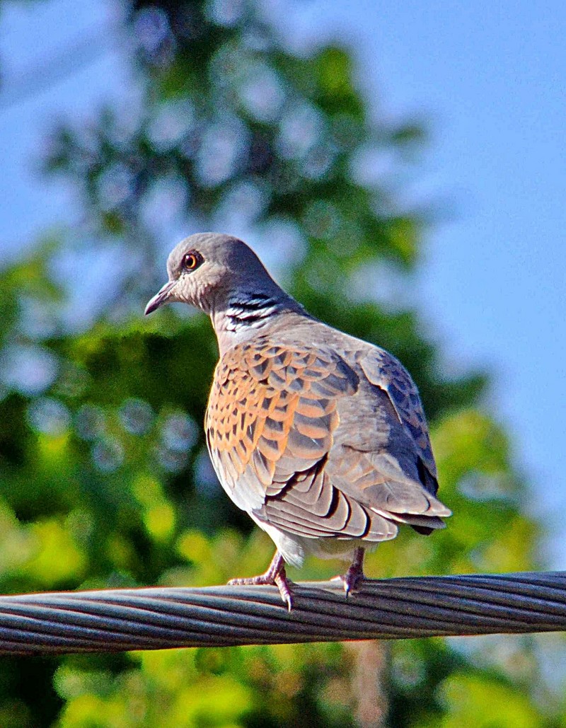 Turtle Dove
