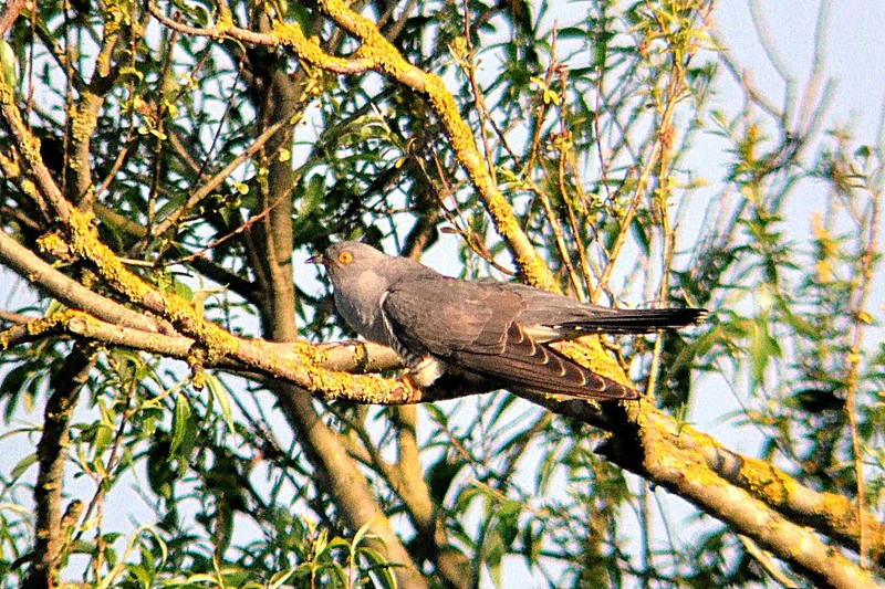 Cuckoo