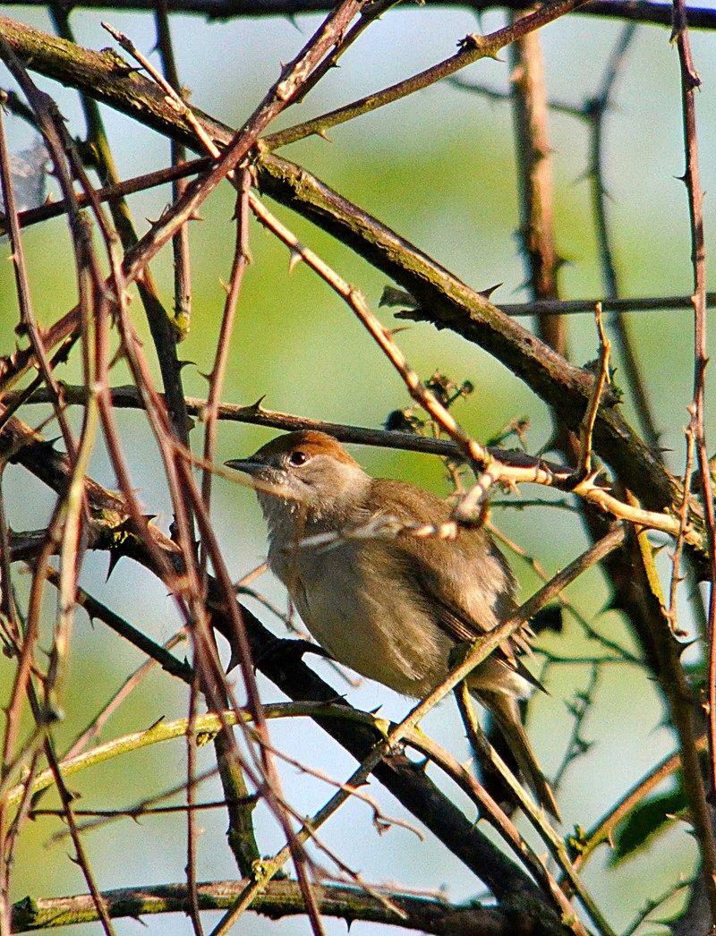 Blackcap