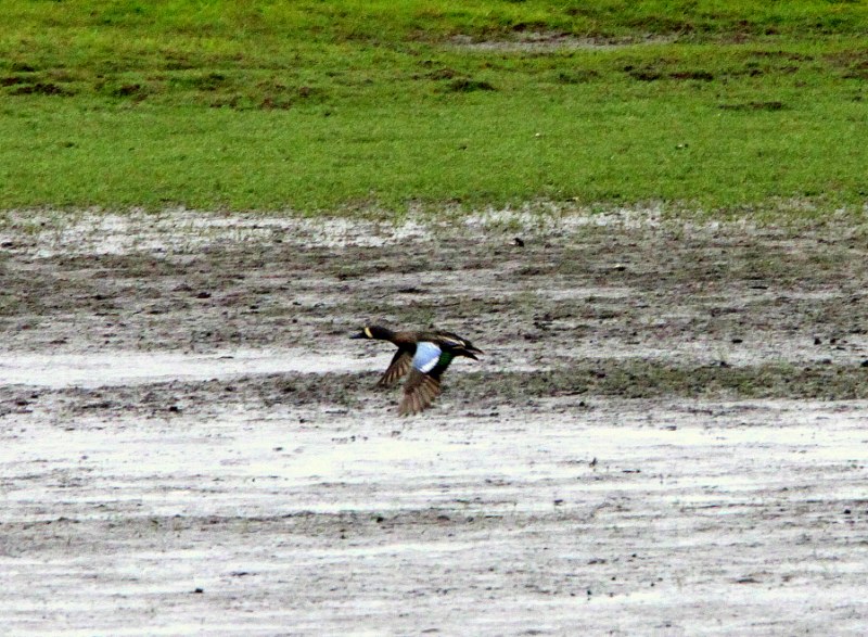 Blue-winged Teal