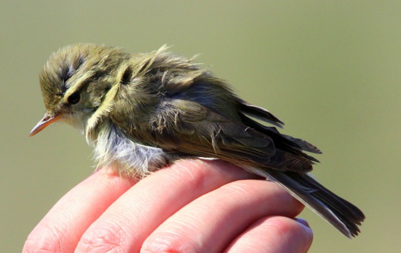Greenish Warbler