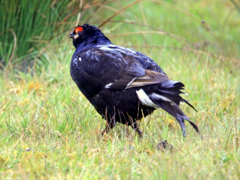 Black Grouse
