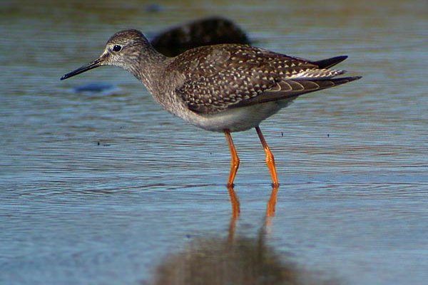 Lesser Yellowlegs