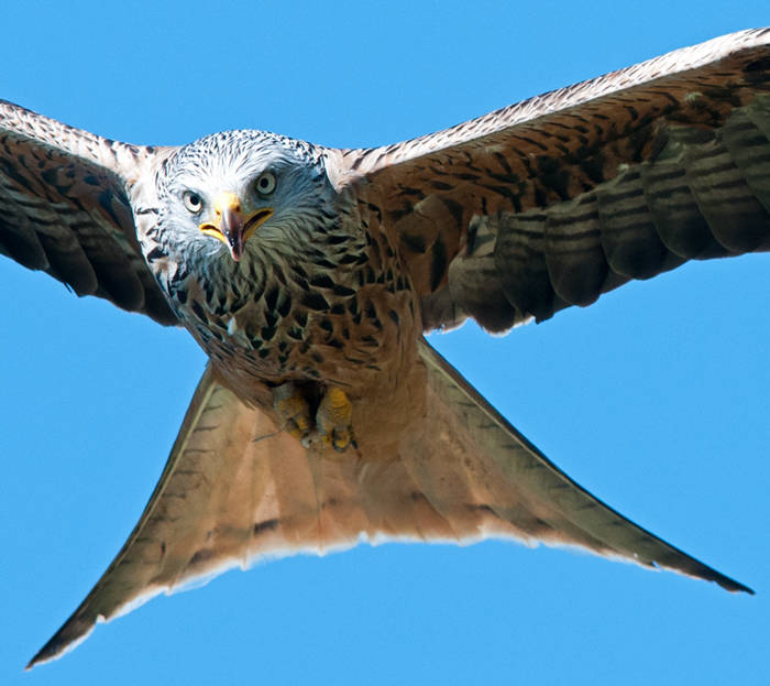 Red Kite