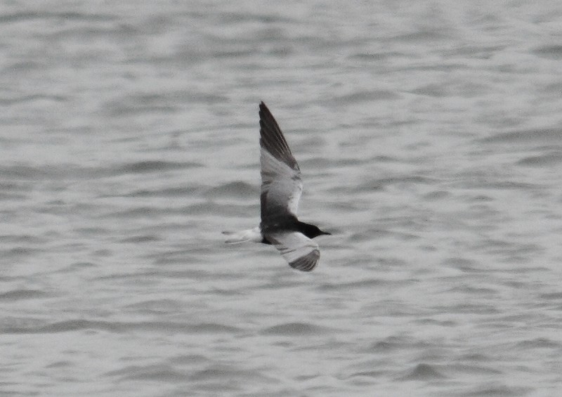 White-winged Black Tern